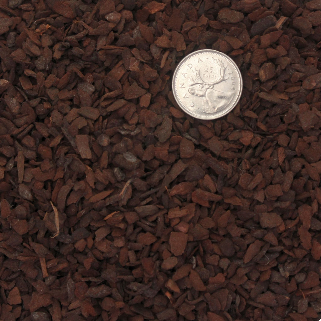 Close up image of Pinus Radiata (Orchiata) showing 3-6mm precision size.